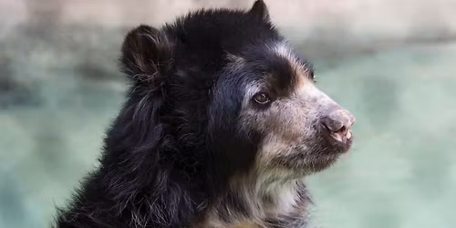 Parking Brown Bears at Maine Black Bears Womens Hockey