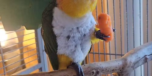 Cs' Birds & Exotic Fairs