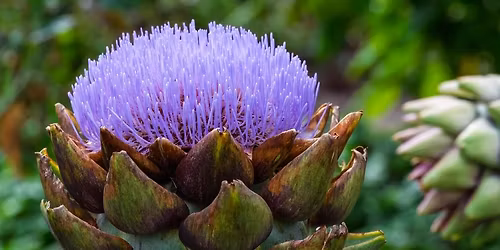 Garden to Table Series \u2013 Edible Landscapes