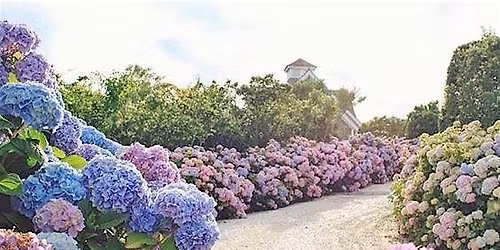 Happy Hour & Hydrangeas