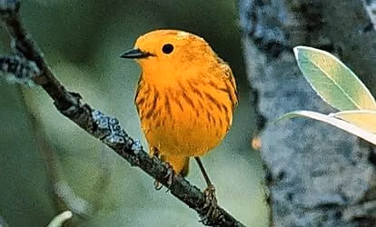 Birding with a Naturalist