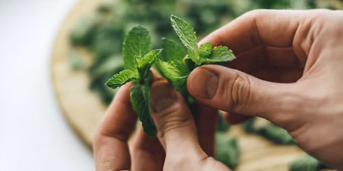 The Many Medicinal Wonders of the Mint Family
