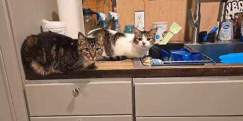 First Ladies Farmers Market and Cat Dog Puppy Kitten Adoptions