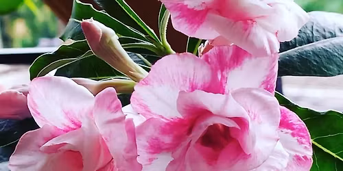 Kasarsai Dam Camping & New Year Celebration