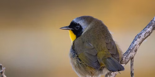 Urban Bird Walk: Creekside Birds & Early Waterfowl Migration