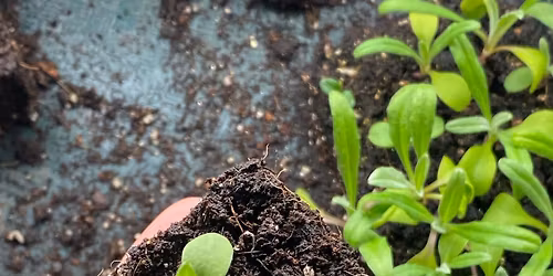 Atelier de bouturage et entretien de plantes d'int\u00e9rieur