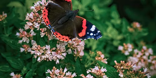 Kids Love Butterflies