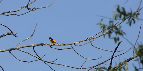 FOPOS Spring Bird Walk with Winnie Hughes Spar \/\/ Saturday, May 2nd