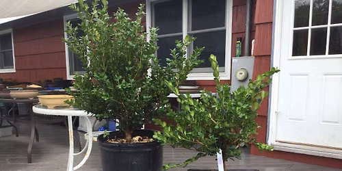 Introduction to Bonsai