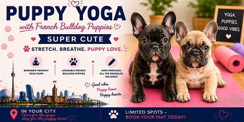 French Bulldog Puppy Yoga in Toronto