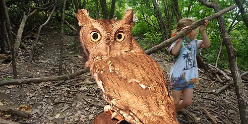 Owl Prowl \ud83e\udd89\ud83e\udde1 (For Families)