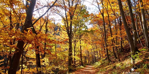 Historic Walk: Clarkson Village History Trail (Part One)