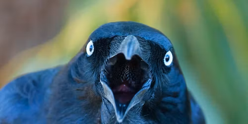 BirdLife WA Speaker Nights