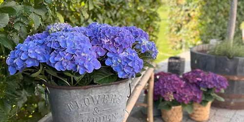 \u00c5bent Hus - Schroll Flowers