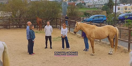 Constelaciones Familiares Grupales con caballos