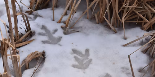 Tracking Winter Wildlife for Beginners