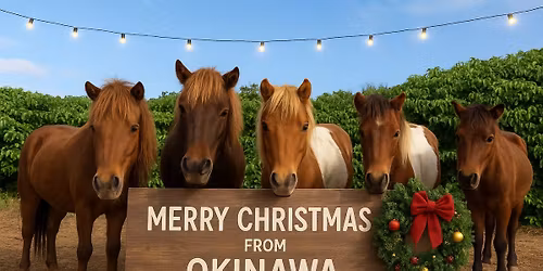 Island Christmas Magic with the HALO Herd.