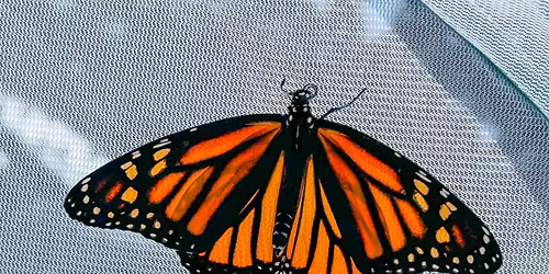 Canceled--Will be Rescheduled--Raising Monarchs with Kelley Barnes Berry!