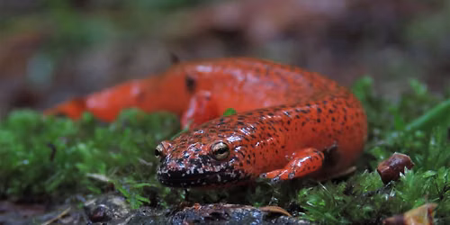 Branch Out Event: Sensational Salamanders