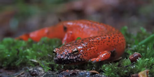 Branch Out Event: Sensational Salamanders