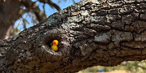 Wildflower Women's Open - 2025 Wildflower Disc Golf Tour Finale