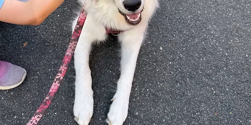 The Great Rescue Roundup