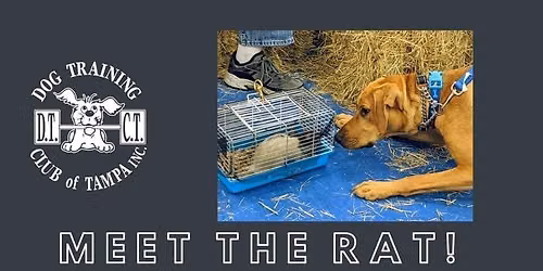 Meet the Rat!