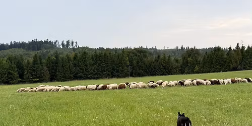 Trialy v Budi\u0161ov\u011b