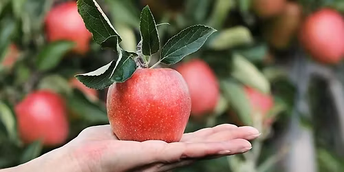 Atelier : \u00ab Cadeaux gourmands ! \u00bb