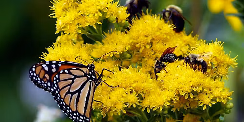 Growing Native Plant Seed Orchards: Can Wild Genetics Be Farmed?
