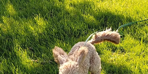 EXCELLENT RECALL WORKSHOP