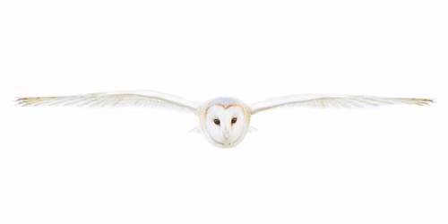 Beyond the sharp shot: wildlife photography as art