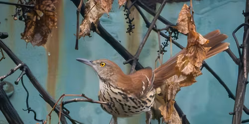 Tremont Towpath Urban Bird Walk