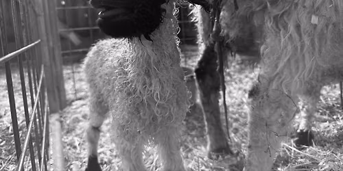 Wells Group Scream on National Scream Day