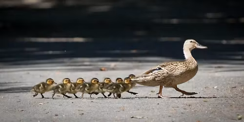 Conversations in Coaching - Vulnerability & Authenticity