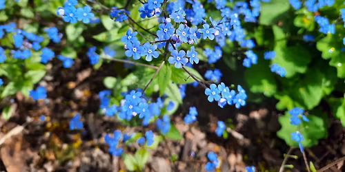 Masonai Vilniuje: tikrov\u0117 ir darbai