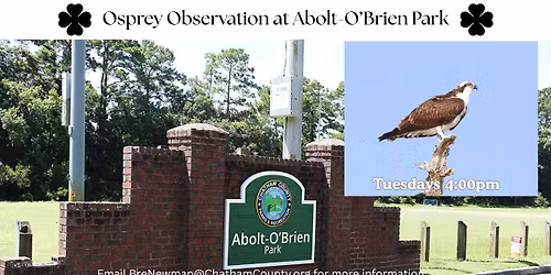 Osprey Observation