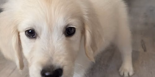 Puppy School!