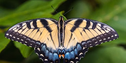 Butterflies of Tippecanoe County