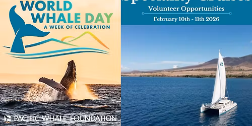 World Whale Day Specialty PacWhale Eco-Adventures Cruises