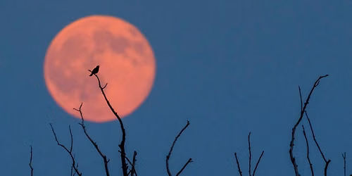 strawberry moon gong bath - ribble valley