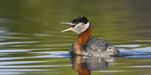 Donna Birkmaier Park Birding Tour