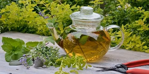 SAN DIEGO - Tea Gardening with Kathleen