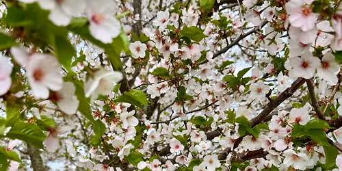 Garden Walk Spring Glen