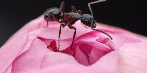 Finding a Queen (Ant)