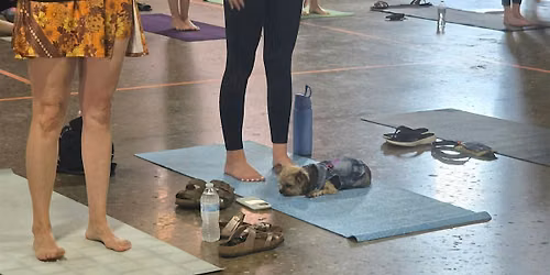 Wildflower Halloween Dog Yoga