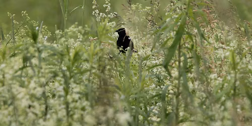 Bobolink Survey