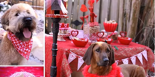 Puppy Love Valentine\u2019s Day