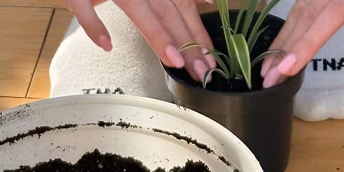 New Moon in Taurus: Root, Release & Renew