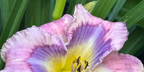 Annual Spring Daylily Plant Sale